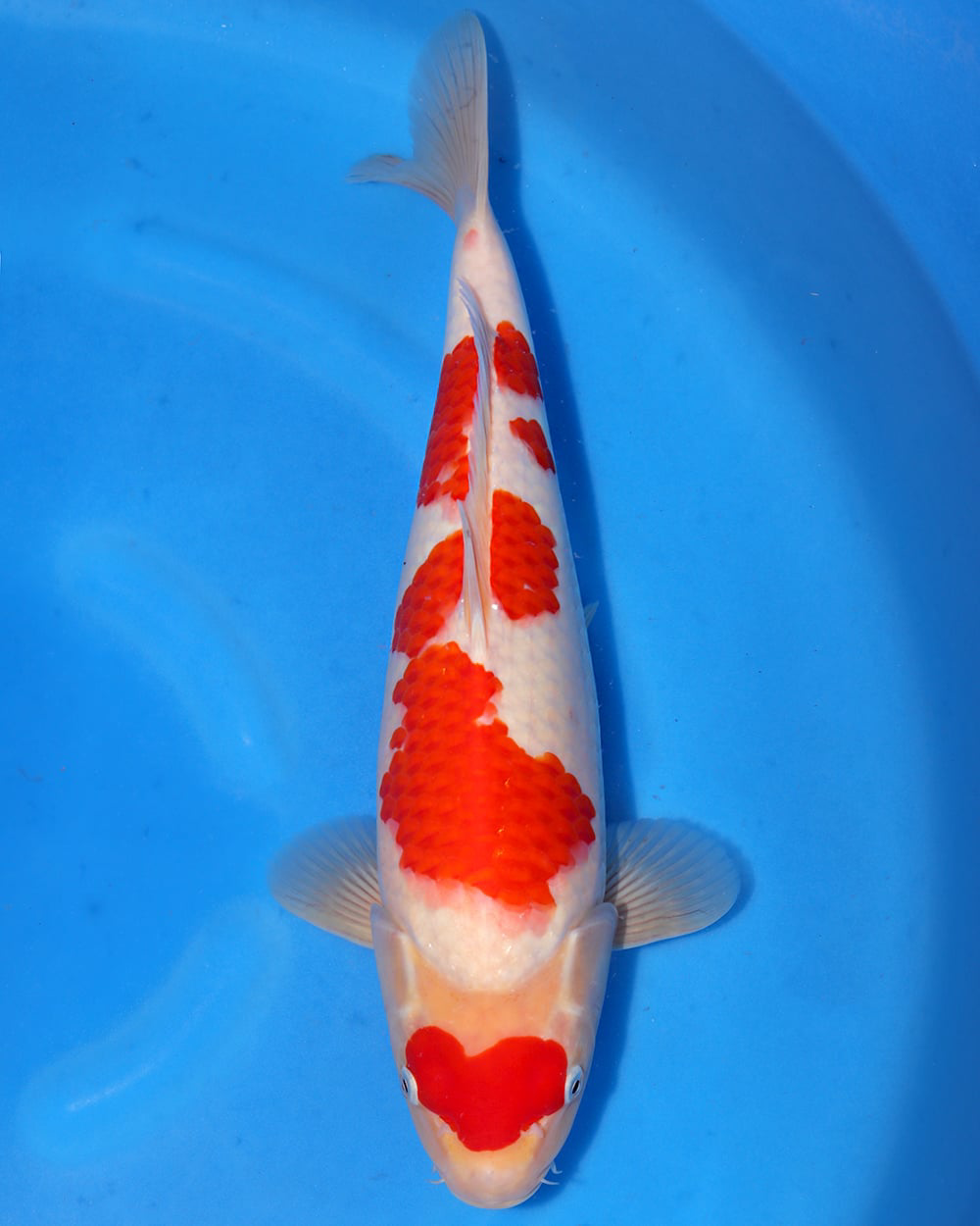 Female Sakamaki Maruten Kohaku nisai fish with unique heart-shaped tancho spot, 32 cm long, swimming in blue water.