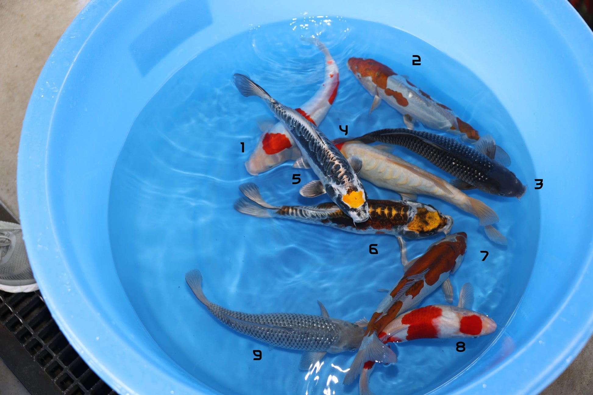Mixed bowl fish size 12-14 inches featuring various koi in a blue bowl, showcasing their vibrant colors.