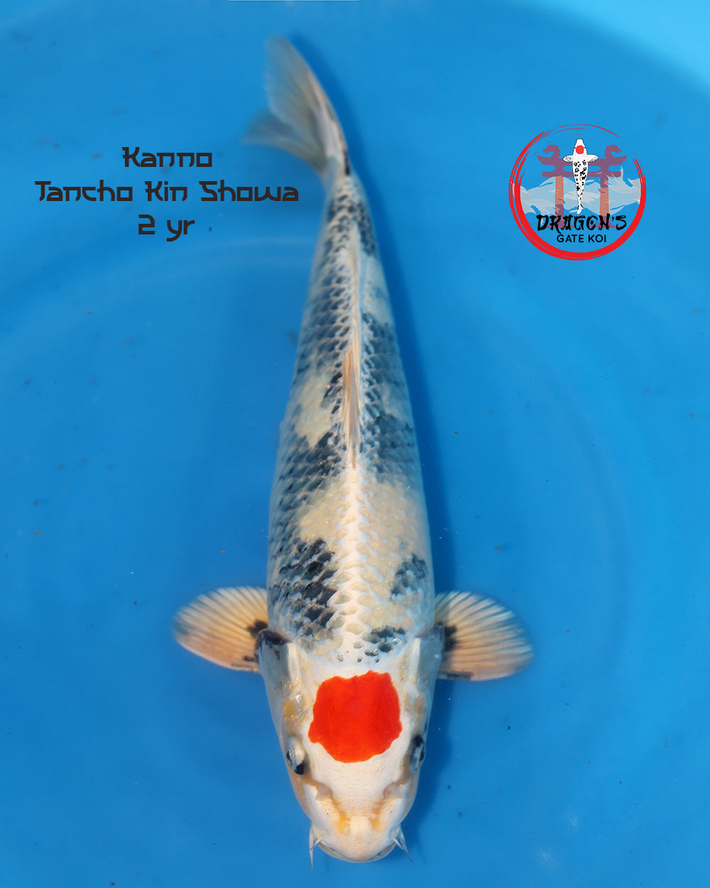 Kanno - Tancho Kin Showa - Nisai - 42cm, featuring Tancho Kin Showa Koi 42cm with vibrant colors and patterns.