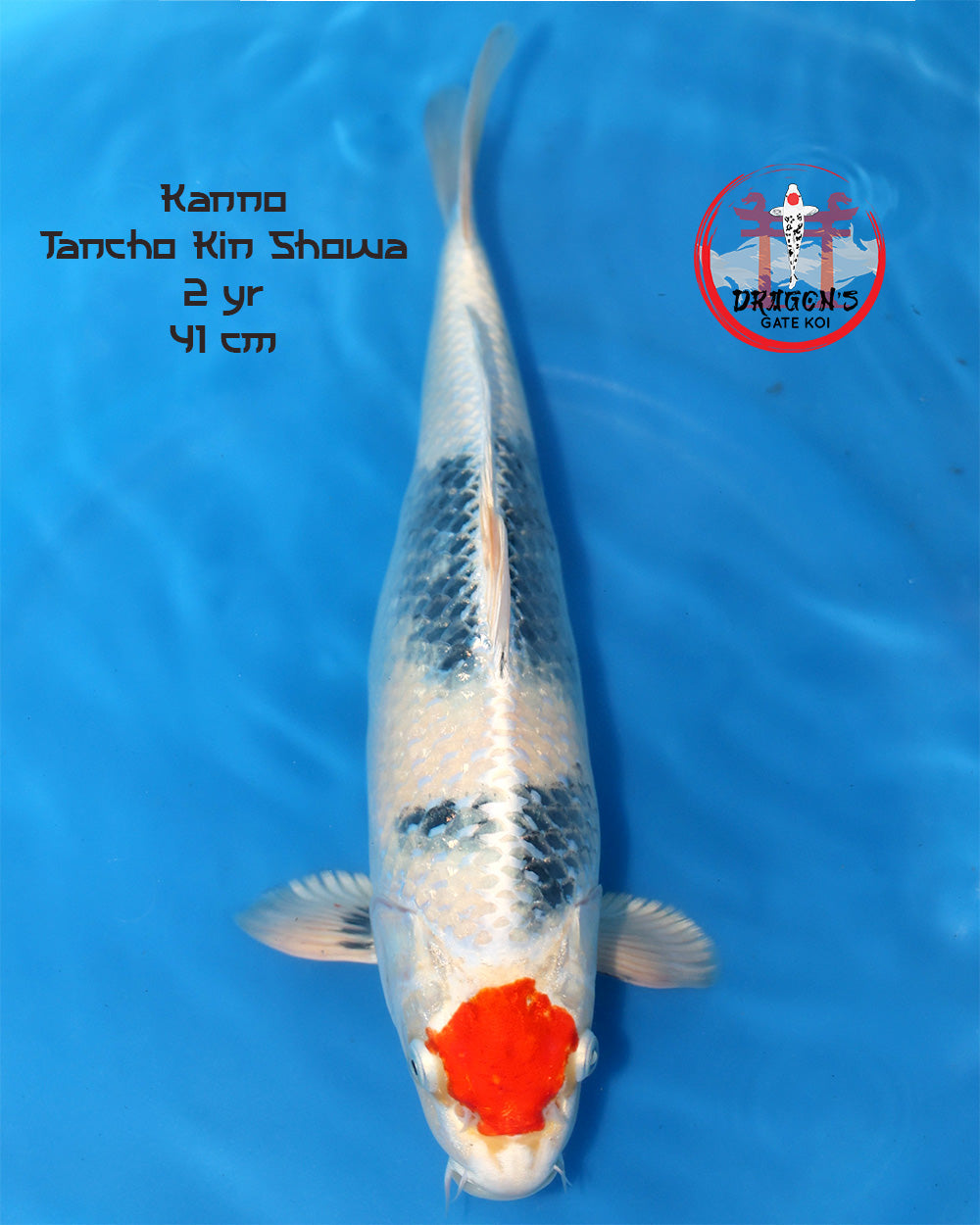 Tancho Kin Showa Nisai koi 42cm from Kanno Koi Farm, 2 years old, 41 cm long koi fish.