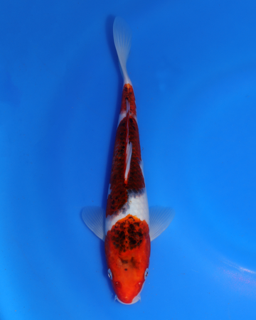 Ai Goromo Chibi Nisai fish from Otsuka Koi Farm, measuring between 8-10 inches in length.