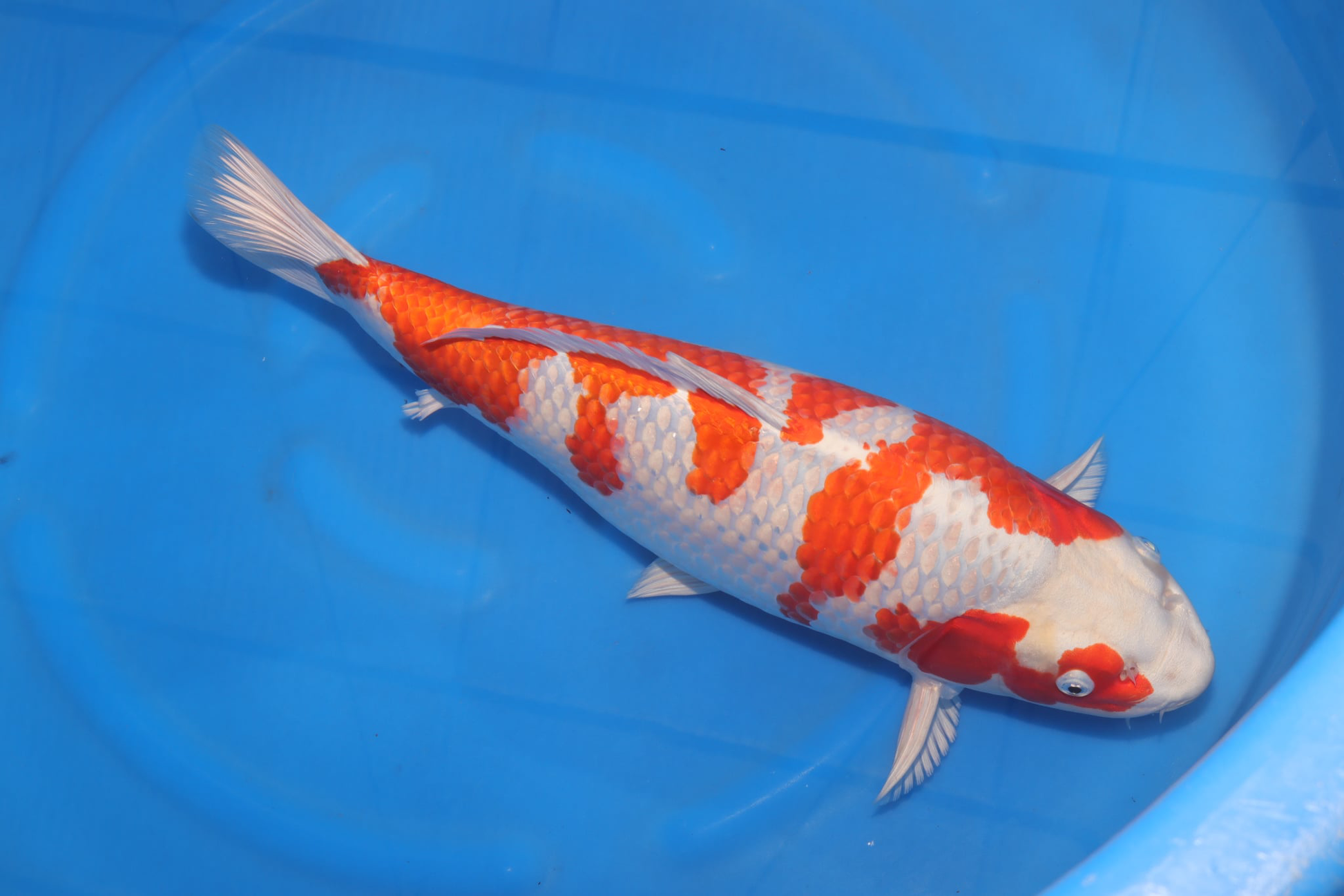 Beautiful sakura ogon koi fish swimming in a blue tank, showcasing its vibrant colors and patterns.