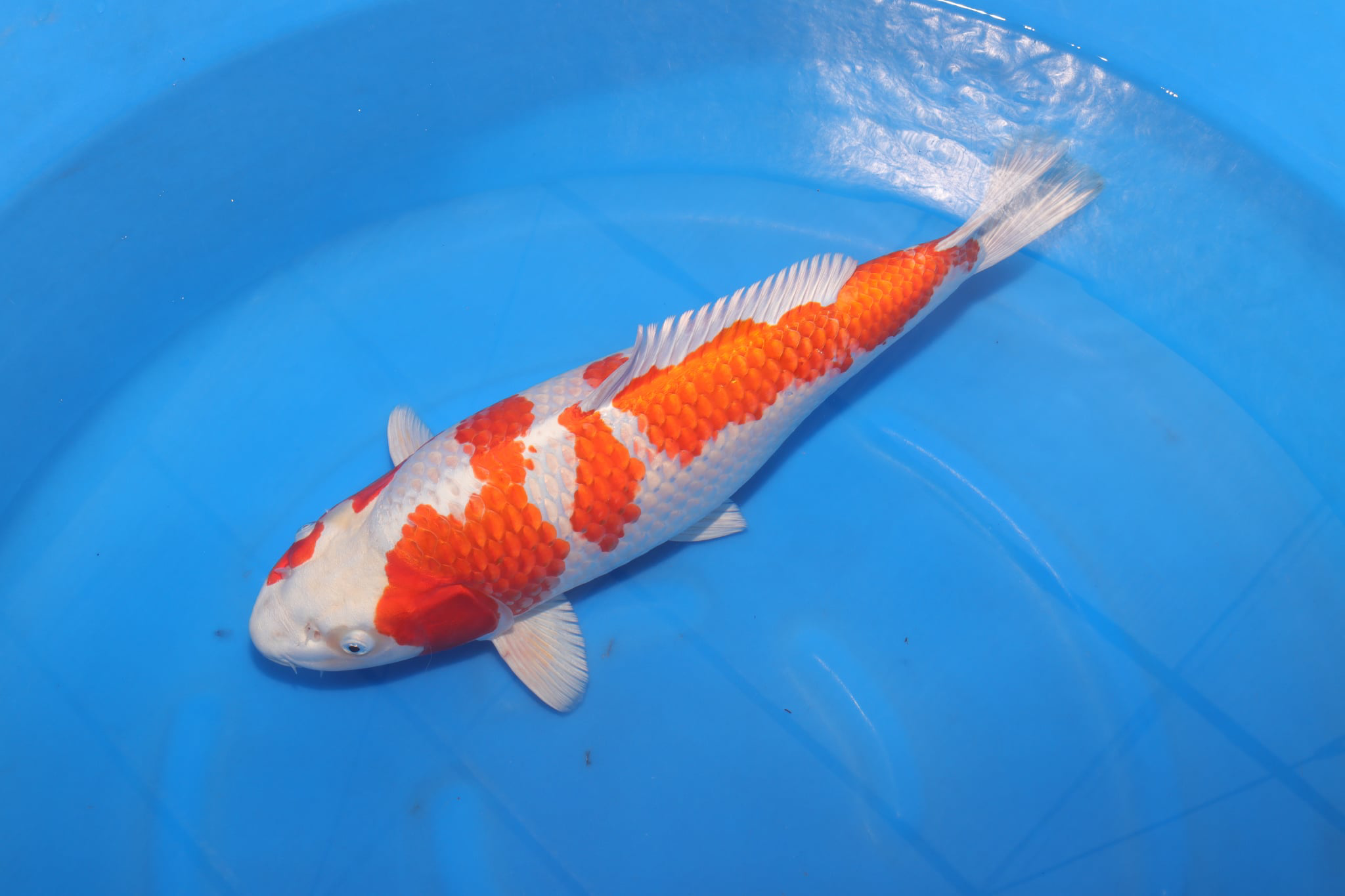Beautiful koi fish swimming in a blue pond, showcasing vibrant orange and white patterns.