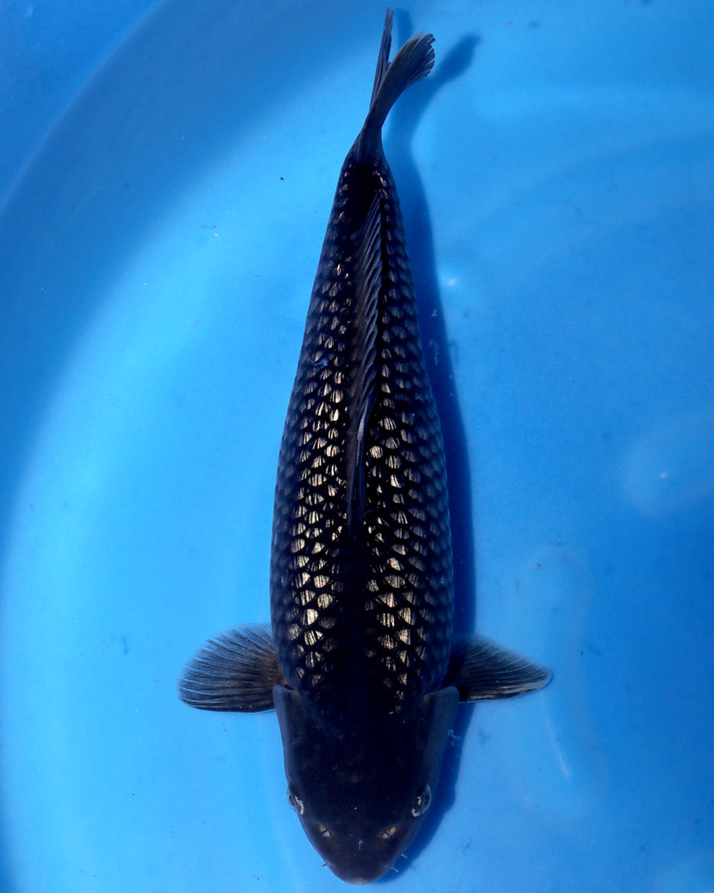 Sakamaki ginrin black diamond Nisai 40cm male koi swimming in blue water, showcasing black diamond nisai koi features.