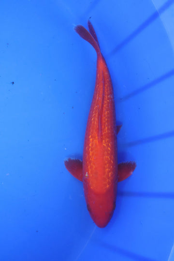 Ginrin Benigoi - Marusei Koi Farm - 14 In