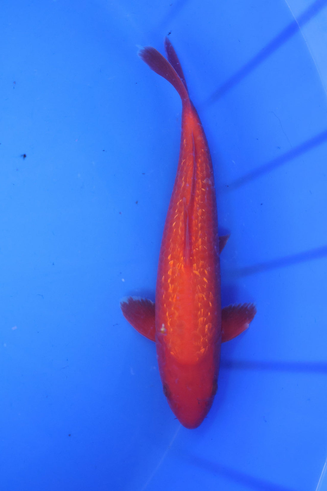 14-inch Ginrin Benigoi koi swimming in a blue container at Marusei Koi Farm.