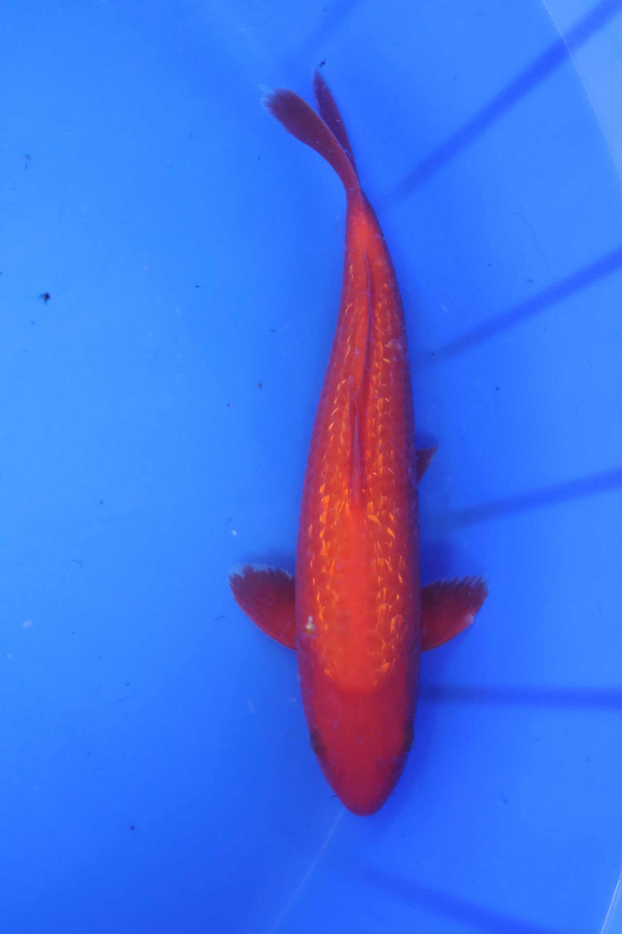 14-inch Ginrin Benigoi koi swimming in a blue container at Marusei Koi Farm.
