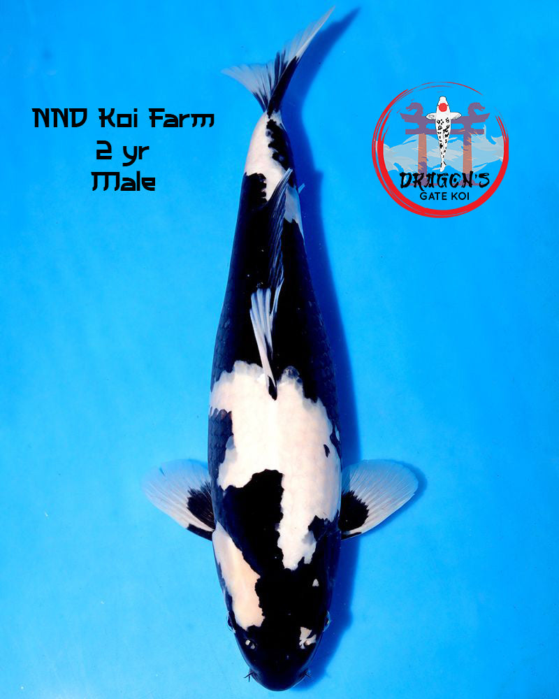 Shiro Utsuri koi fish for sale from NND Koi Farm, showcasing bold black and white pattern, 43 cm, 2 years old.