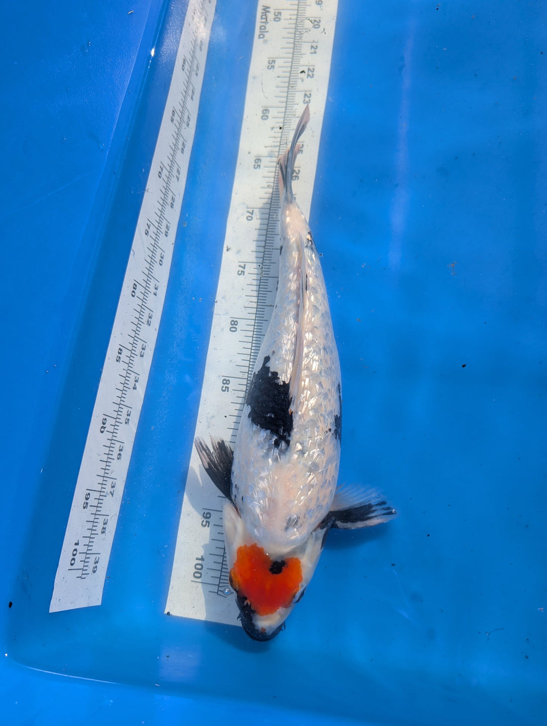 GinRin Tancho Showa - Shintaro - Female (13.5 in) - Tancho Showa koi fish female 13.5 inches