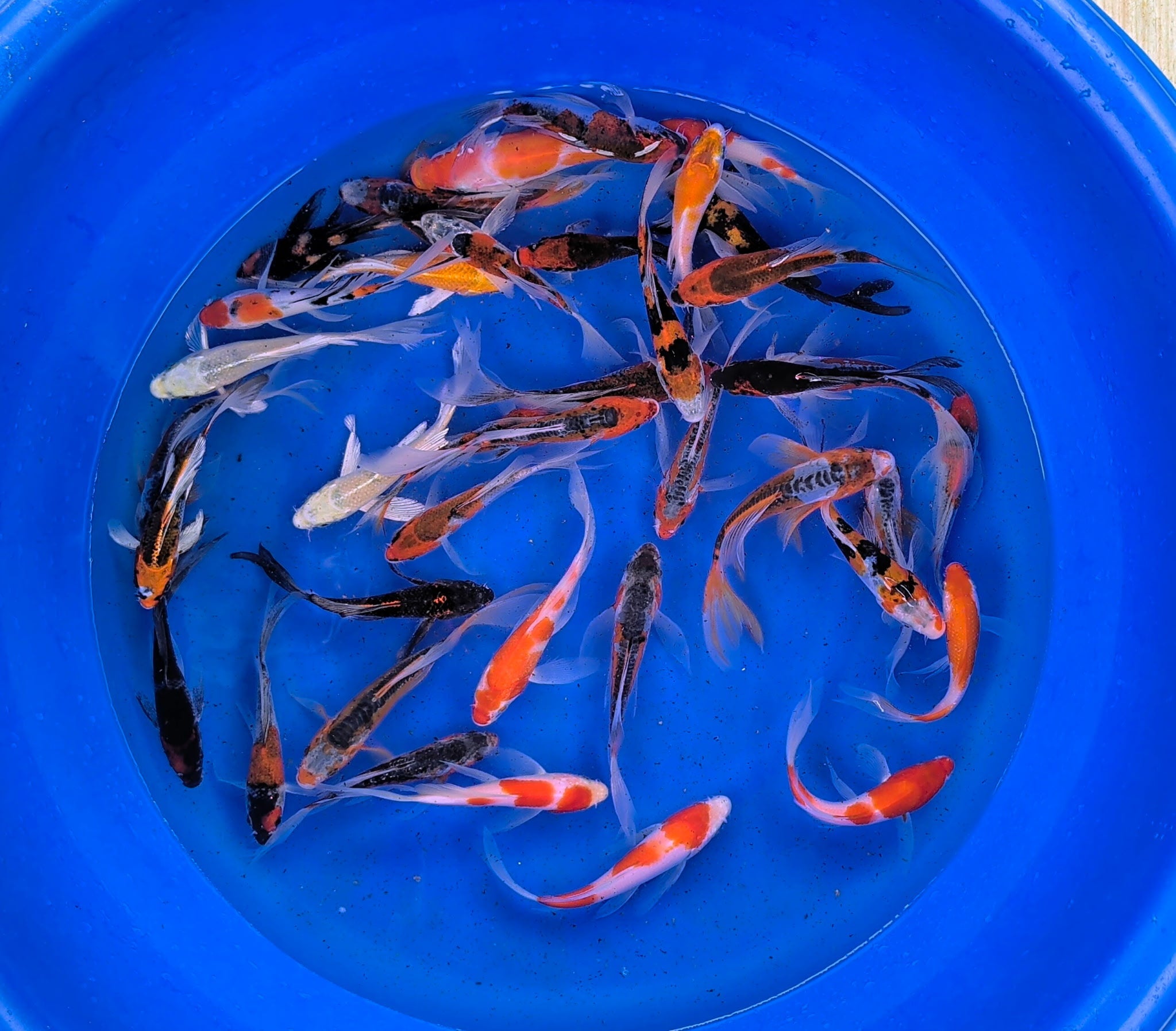Butterfly long fin koi pond pack in a blue container, showcasing a variety of colorful koi fish.