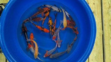 A group of regular fin koi pond fish swimming in blue water of a bucket, showcasing vibrant colors and patterns.