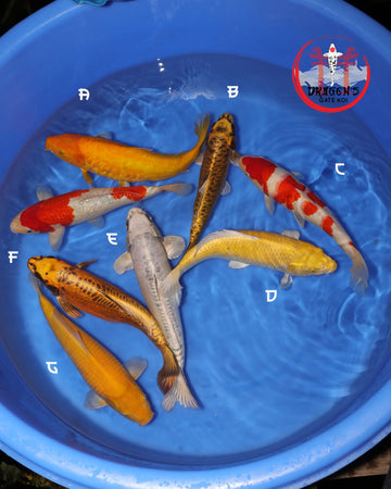 Ikarashi Ozumi mixed bowl with various koi fish swimming in blue water, showcasing vibrant colors and variety.