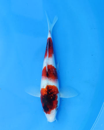 Ai Goromo chibi nisai koi 8-10 inches swimming in blue water.