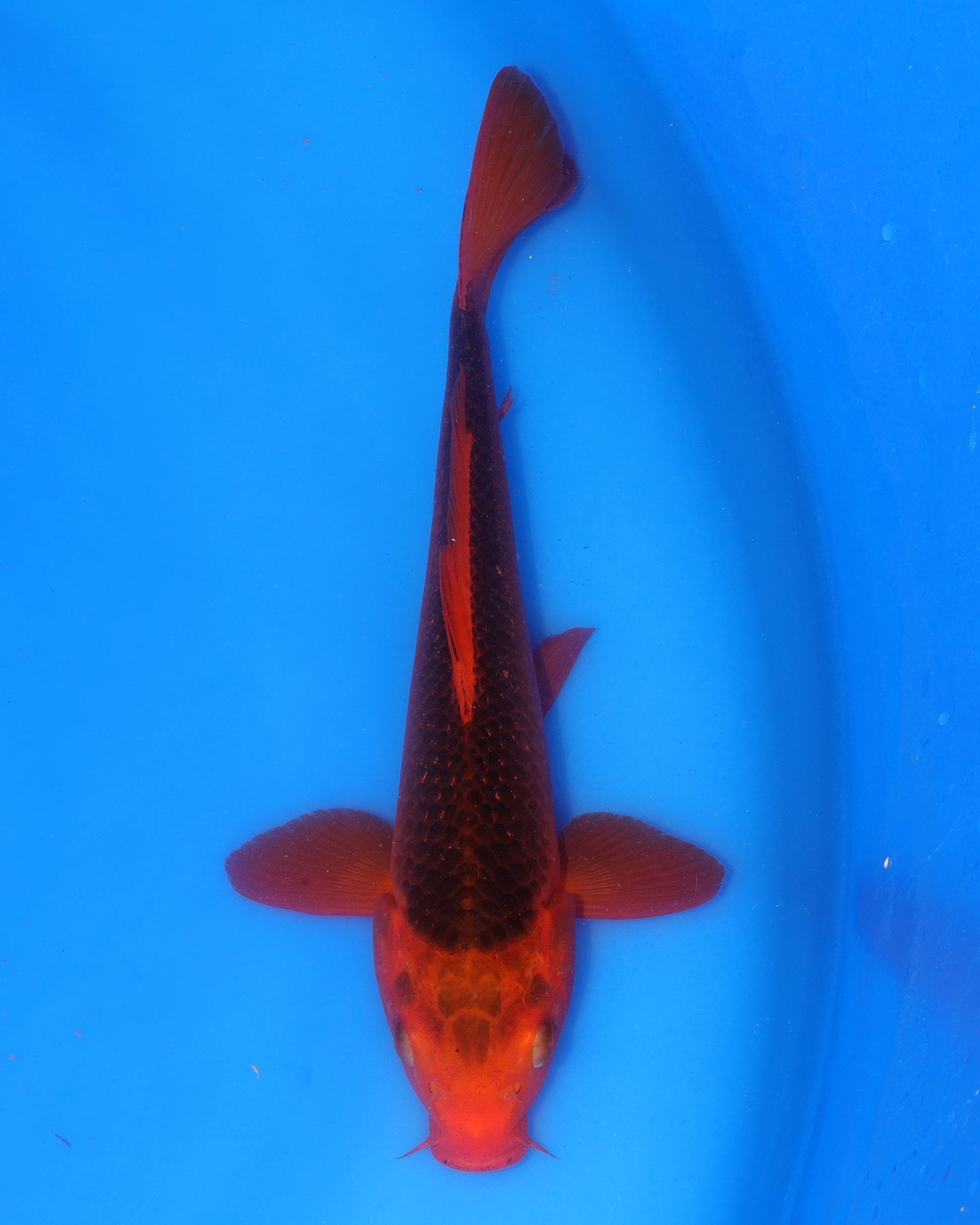 Aka Matsuba Chibi Nisai fish, 8-10 inches, from Otsuka Koi Farm, showcasing vibrant colors in a blue bowl.