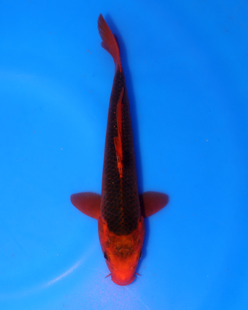 Aka Matsuba Chibi Nisai 8-10 inches swimming in blue water background.