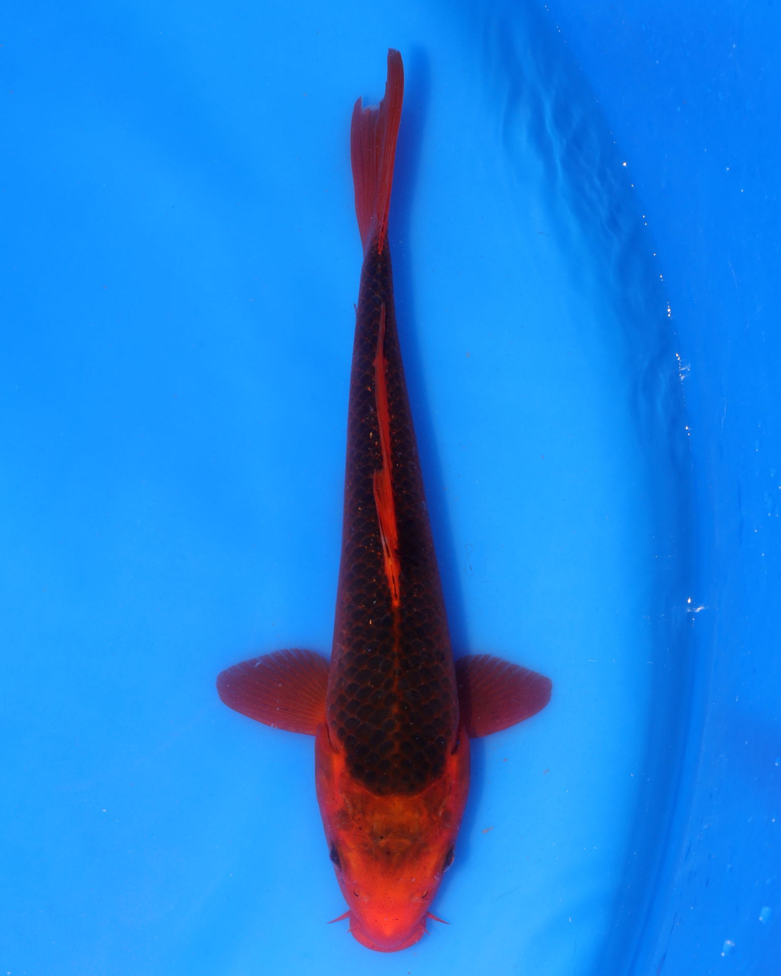 Aka Matsuba Chibi Nisai koi swimming in blue water, showcasing vibrant red and black coloration, 8-10 inches in size.