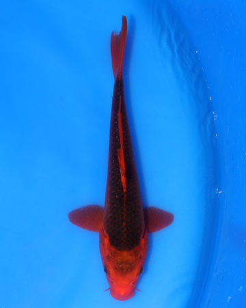Aka Matsuba Chibi Nisai koi swimming in blue water, showcasing vibrant red and black coloration, 8-10 inches in size.