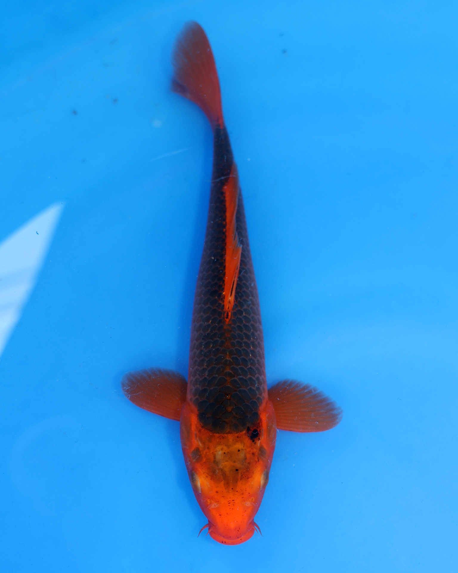 Aka Matsuba Chibi Nisai koi from Otsuka Koi Farm, showcasing vibrant colors and measuring 8-10 inches.