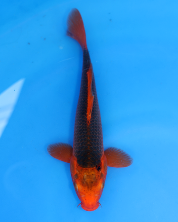 Aka Matsuba Chibi Nisai fish from Otsuka Koi Farm, size 8-10 inches, swimming in blue water.
