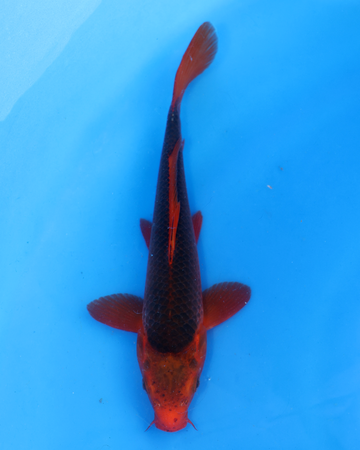 Aka Matsuba - Otsuka Koi Farm - Chibi Nisai, 8-10 inches, cute and small nisai koi fish.