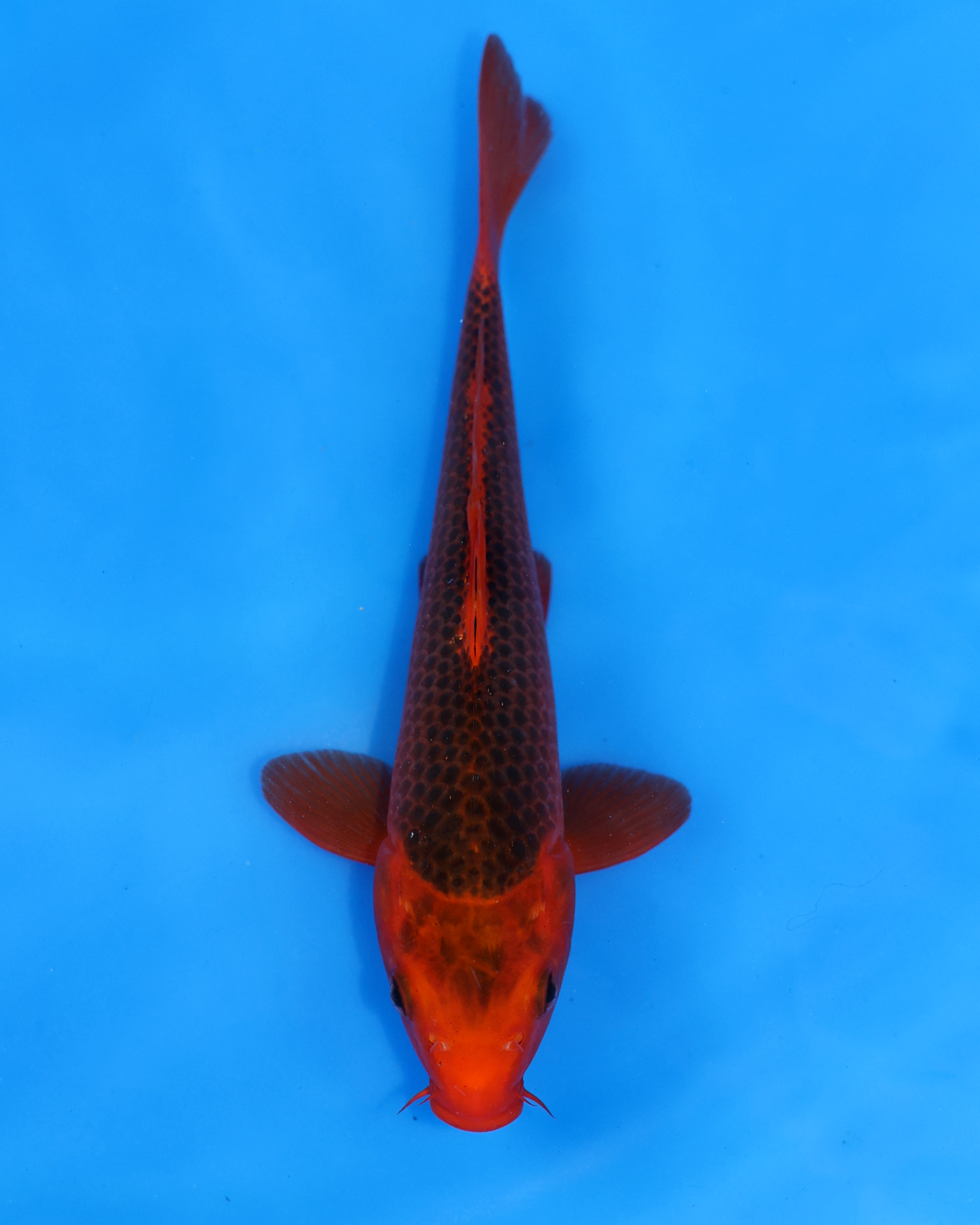 Aka Matsuba Chibi Nisai koi swimming in blue water, measuring between 8-10 inches.