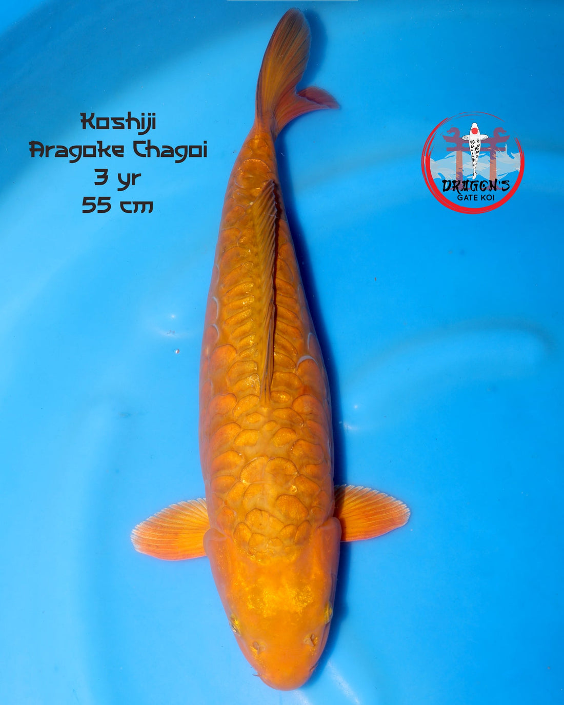 female copper aragoke chagoi koi from Koshiji Koi Farm, 3 years old, 55 cm in length.