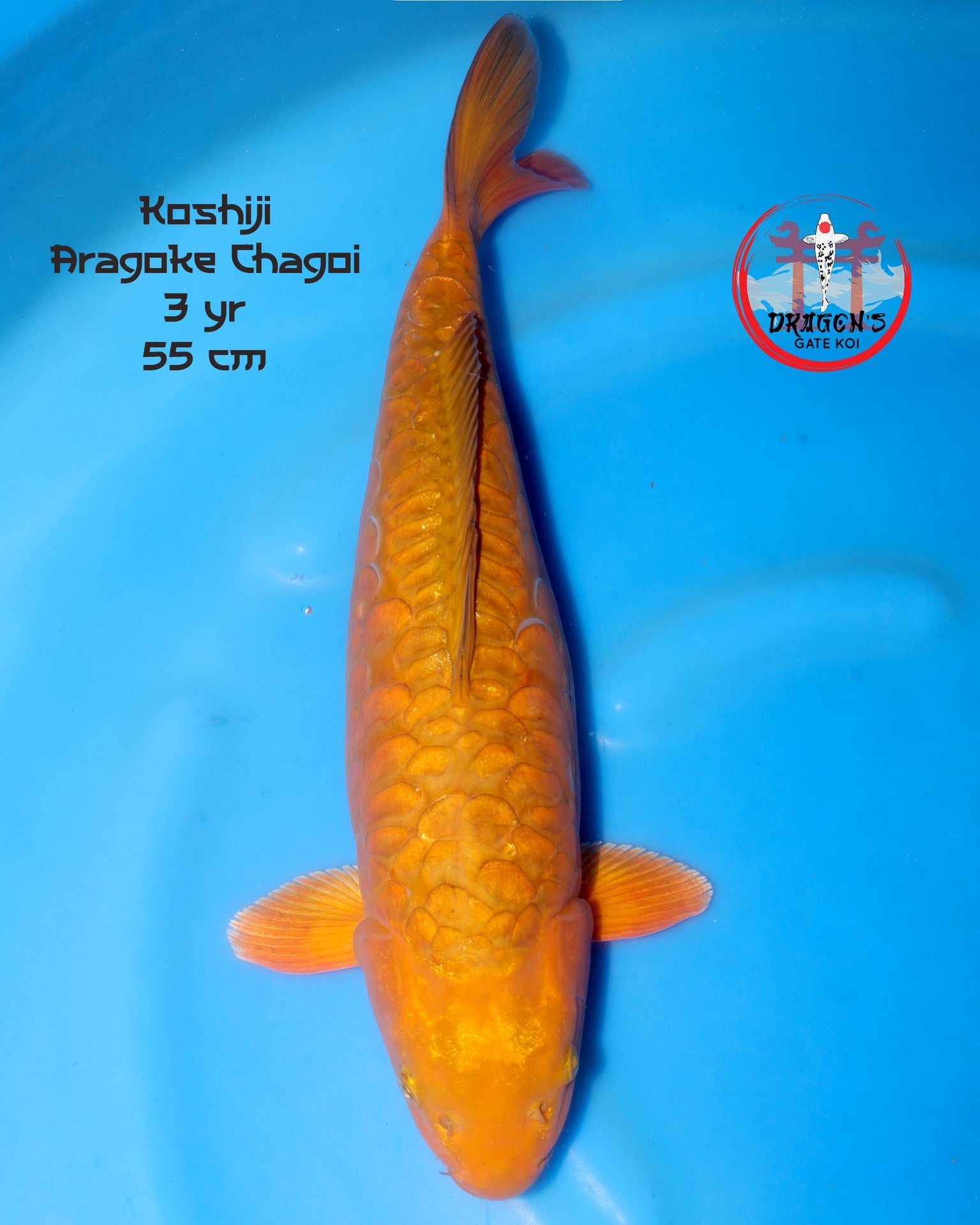 female copper aragoke chagoi koi from Koshiji Koi Farm, 3 years old, 55 cm in length.