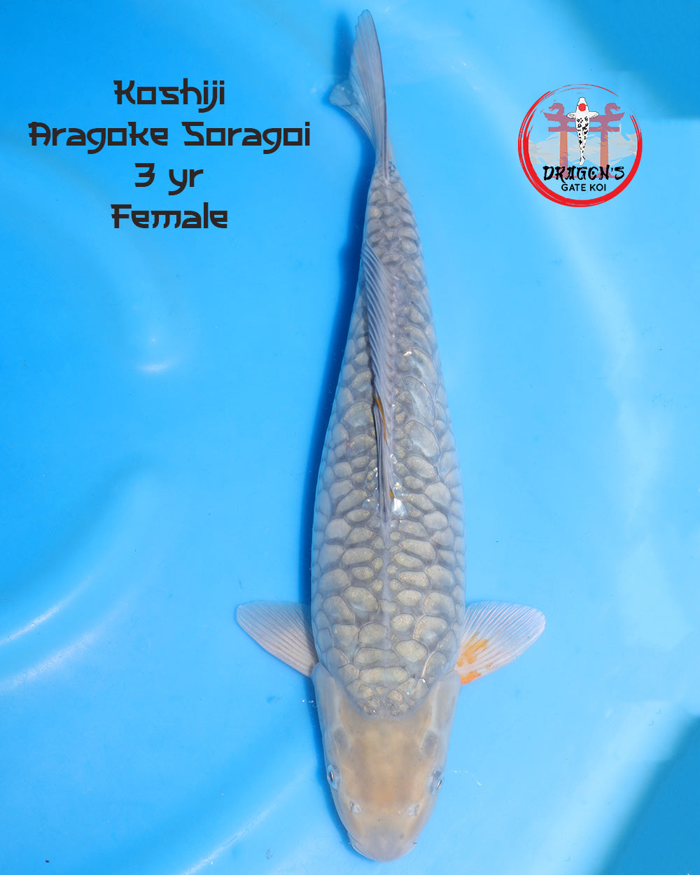 Female Aragoke Soragoi Koi from Koshiji Koi Farm, 52cm, 3 years old on a blue background.