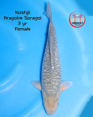 Female Aragoke Soragoi Koi from Koshiji Koi Farm, 52cm, 3 years old on a blue background.