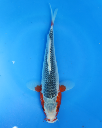 Asagi - Otsuka Koi Farm - Chibi Nisai - 8-10 inches chibi nisai asagi koi.