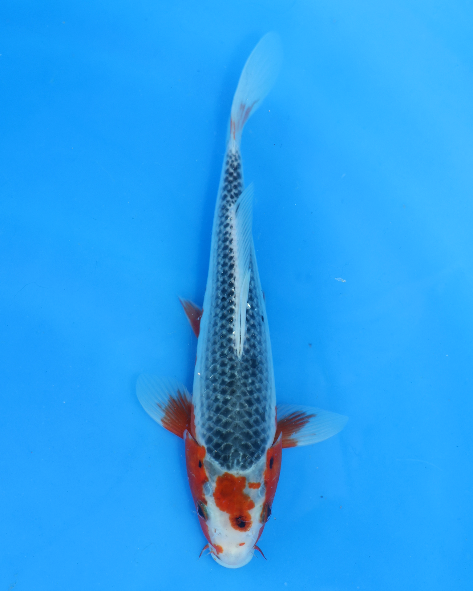 Asagi Chibi Nisai koi fish from Otsuka Koi Farm, measuring 8-10 inches, showcasing vibrant colors on a blue background.