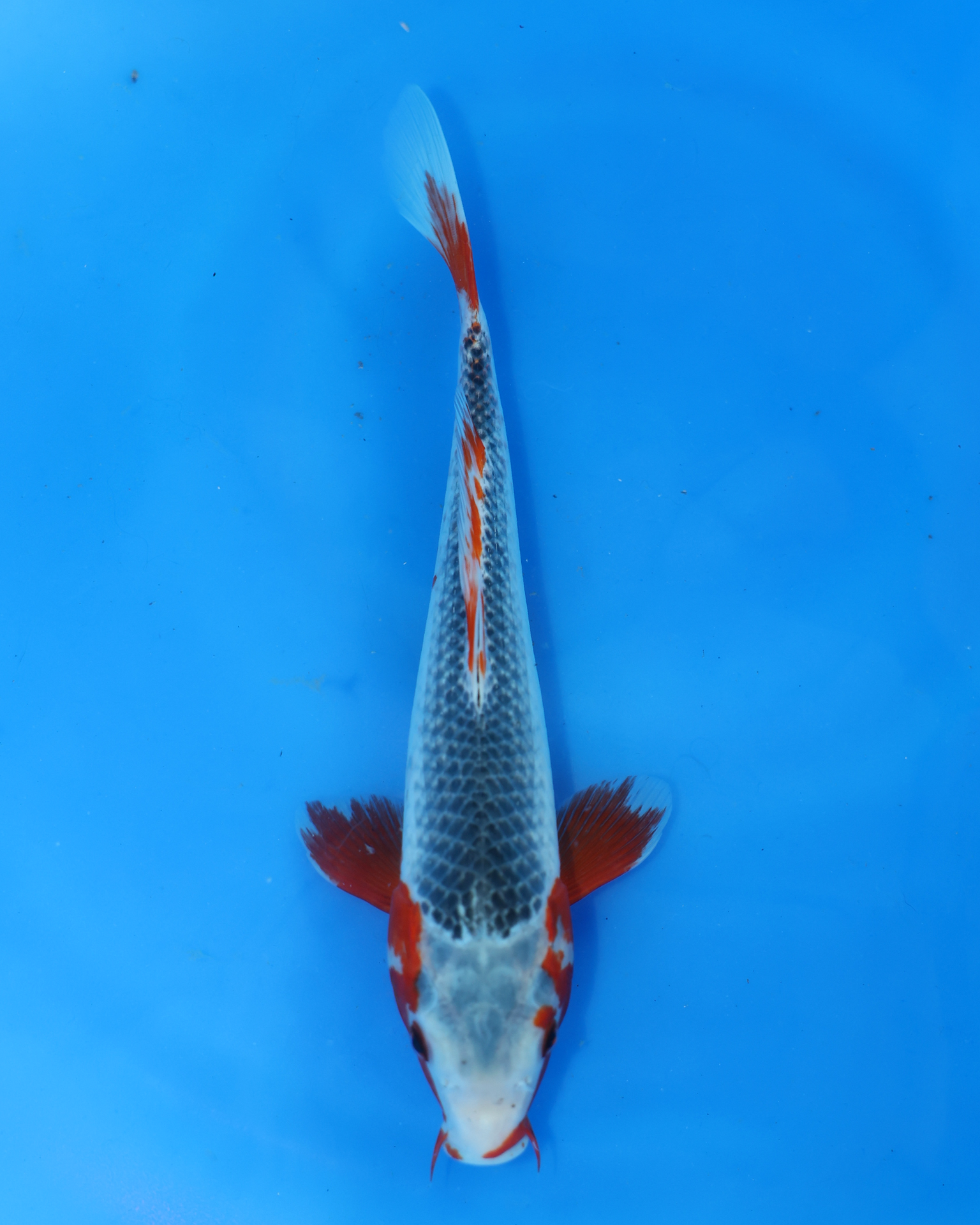 Asagi - Otsuka Koi Farm - Chibi Nisai - 8-10 inches chibi nisai asagi koi