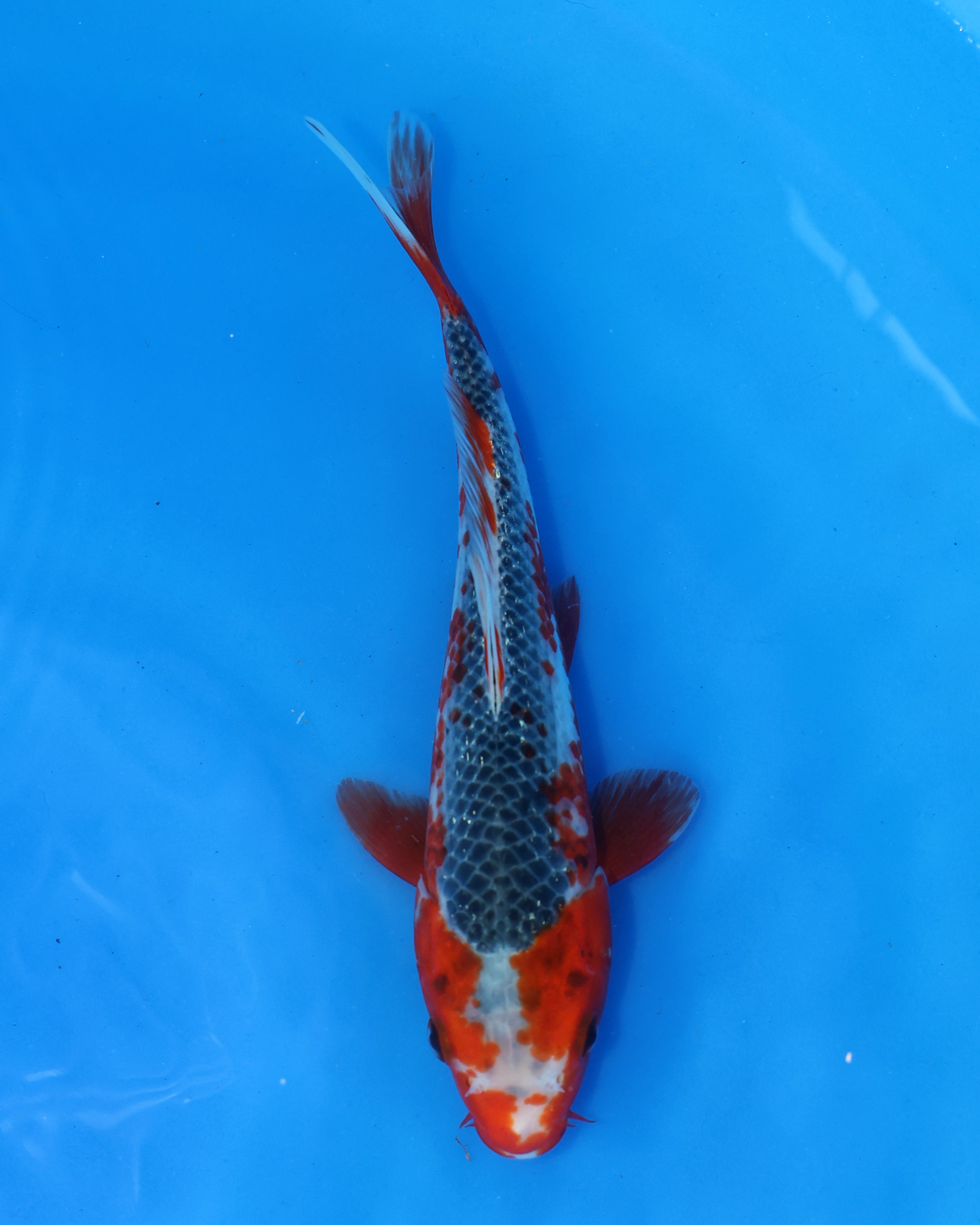 Asagi chibi nisai koi fish 8-10 inches swimming gracefully in clear blue water.
