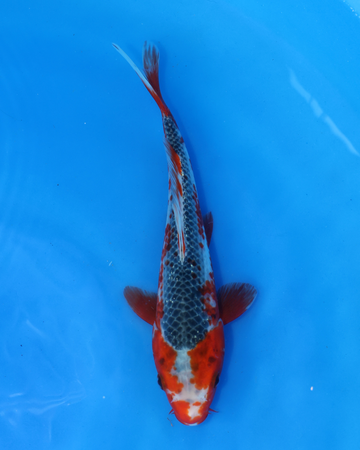 Asagi - Otsuka Koi Farm - Chibi Nisai - 8-10 inches