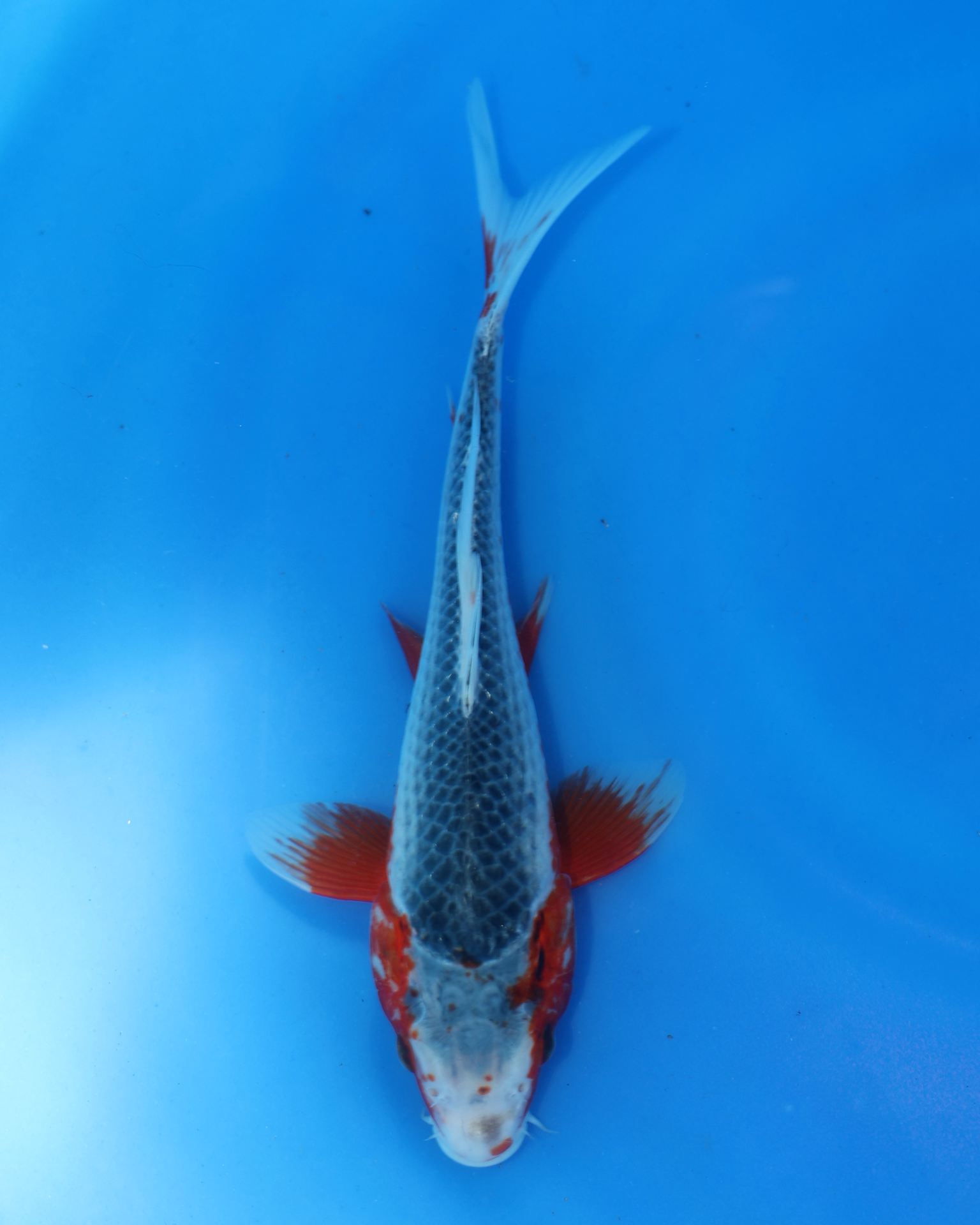 Asagi chibi nisai koi - Otsuka Koi Farm - Cute and small 8-10 inch ungendered koi fish in blue water.