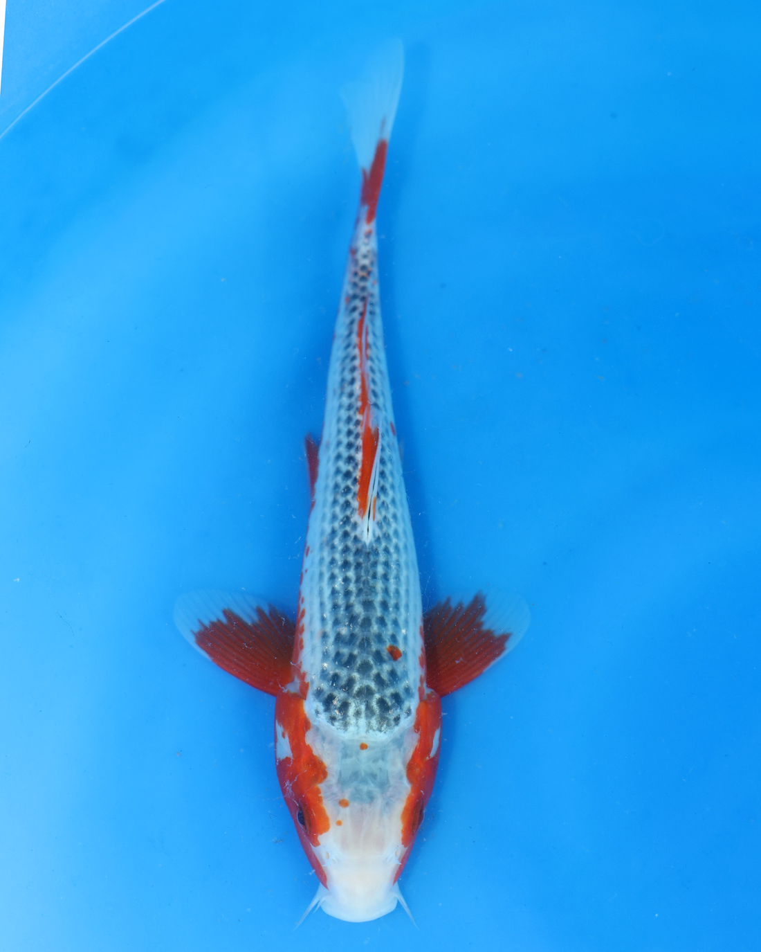 Asagi chibi nisai koi fish swimming in blue water, measuring 8-10 inches, from Otsuka Koi Farm.
