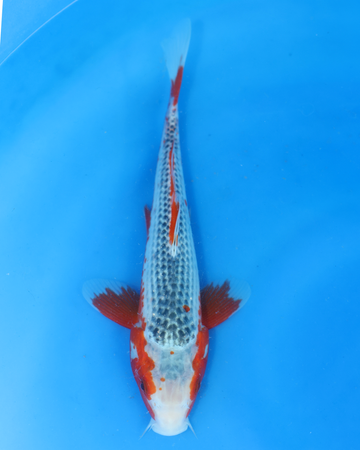 Asagi chibi nisai koi fish swimming in blue water, measuring 8-10 inches, from Otsuka Koi Farm.