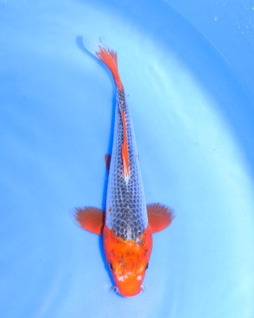 Chibi nisai asagi koi fish 8-10 inches swimming in blue water, showcasing vibrant colors and unique patterns.