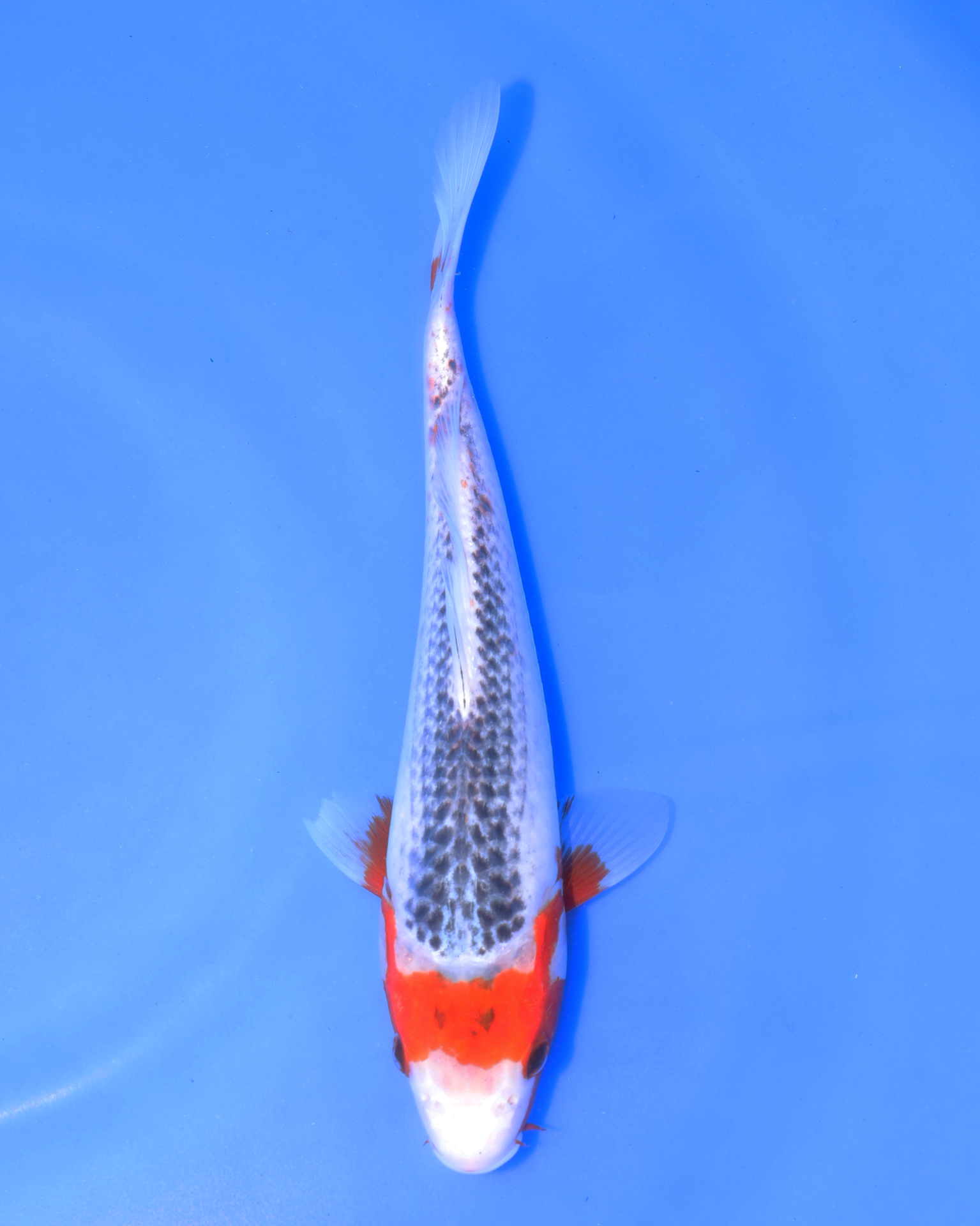 Asagi chibi nisai koi 8-10 inches swimming in clear water, showcasing its beautiful colors and patterns.