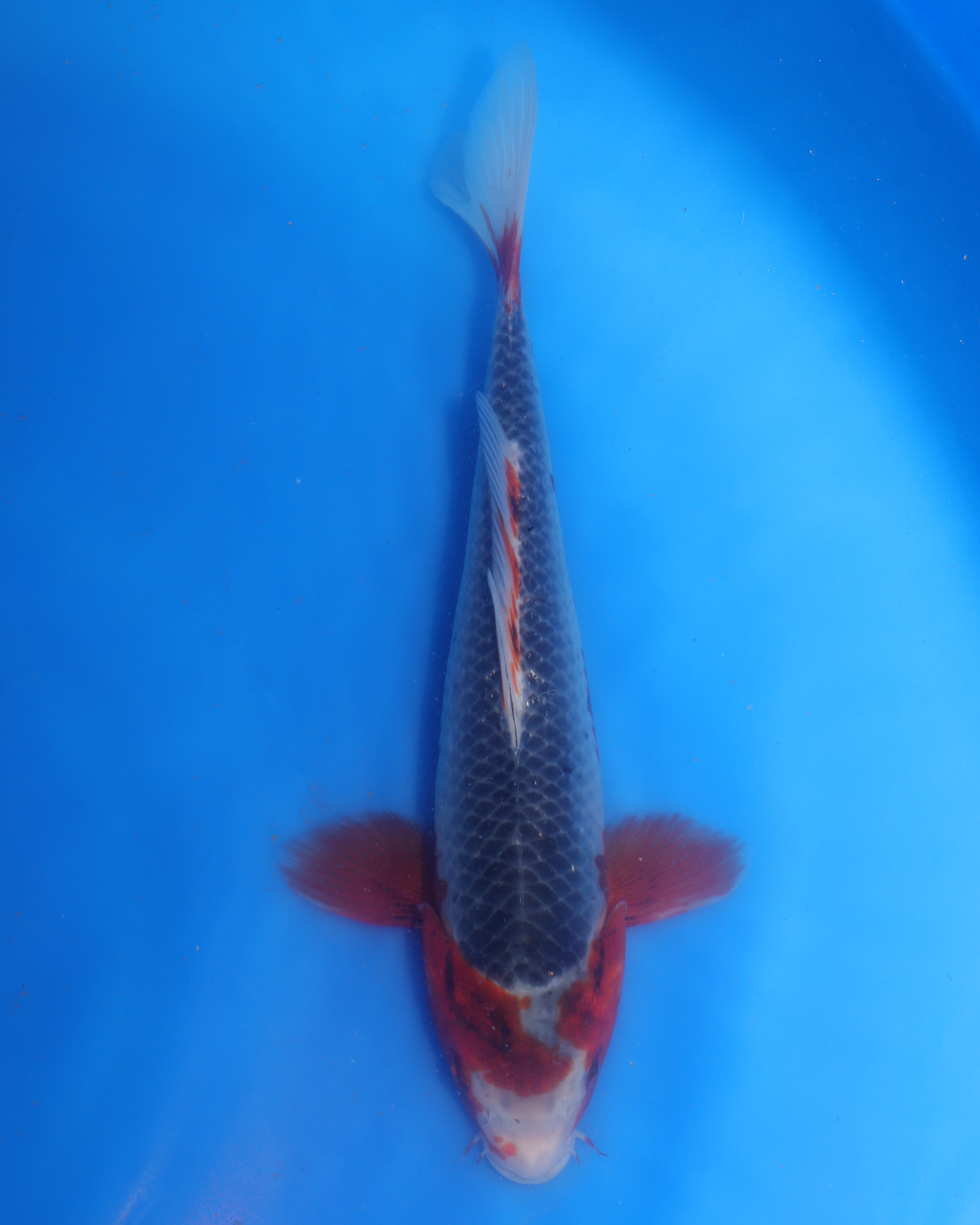 Asagi chibi nisai koi swimming in a blue pond, showcasing vibrant colors and size between 8-10 inches.