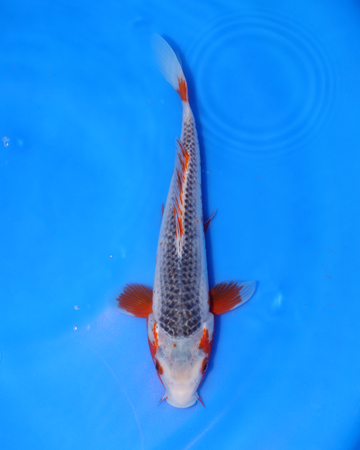 Asagi - Otsuka Koi Farm - Chibi Nisai - 8-10 inches asagi chibi nisai koi fish swimming in blue water