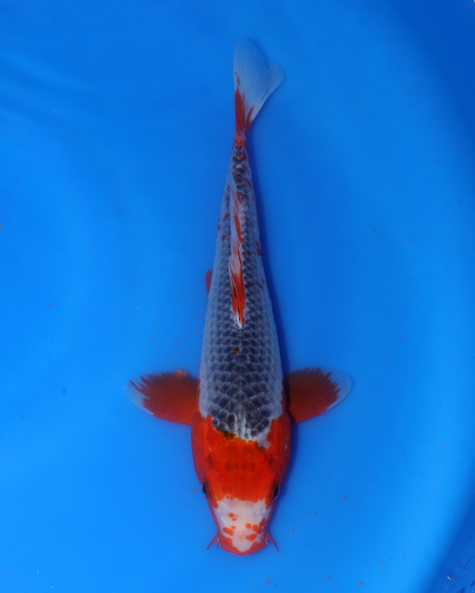 Asagi Chibi Nisai koi from Otsuka Koi Farm, 8-10 inches.