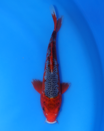 Asagi Chibi Nisai fish 8-10 inches swimming in blue water, showcasing vibrant colors and patterns.