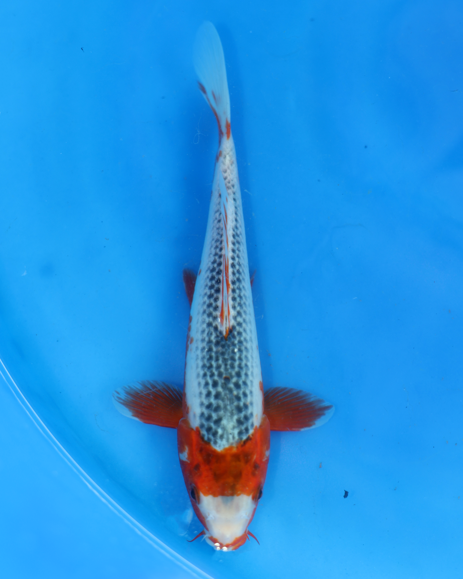 Asagi chibi nisai koi fish swimming in blue water, measuring 8-10 inches from Otsuka Koi Farm.