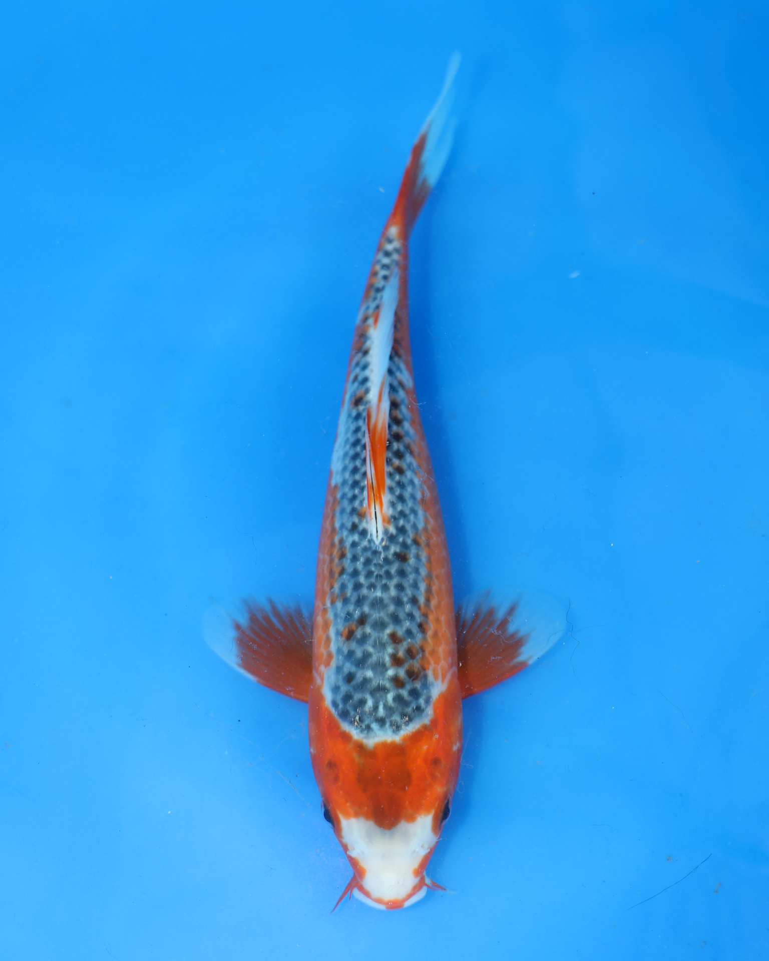 Asagi chibi nisai koi swimming in blue water, showcasing vibrant colors and 8-10 inch size.