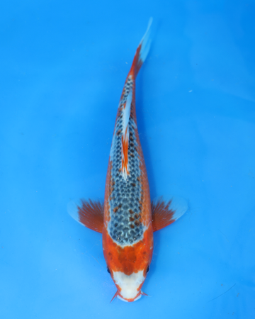 Asagi chibi nisai koi swimming in blue water, showcasing vibrant colors and 8-10 inch size.