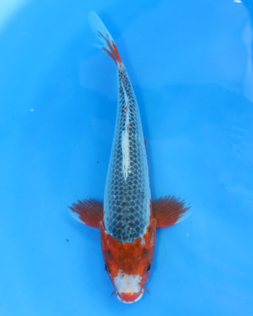 Asagi - Otsuka Koi Farm - Chibi Nisai - 8-10 inches