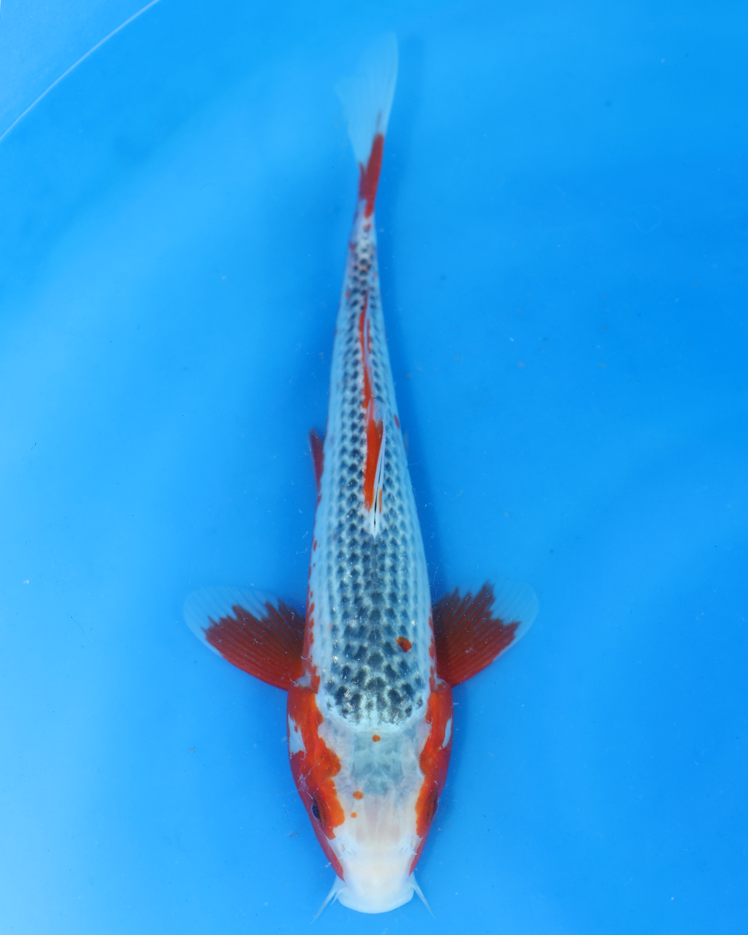 Asagi Chibi Nisai koi - Otsuka Koi Farm - 8-10 inches Ungendered koi fish in blue water.