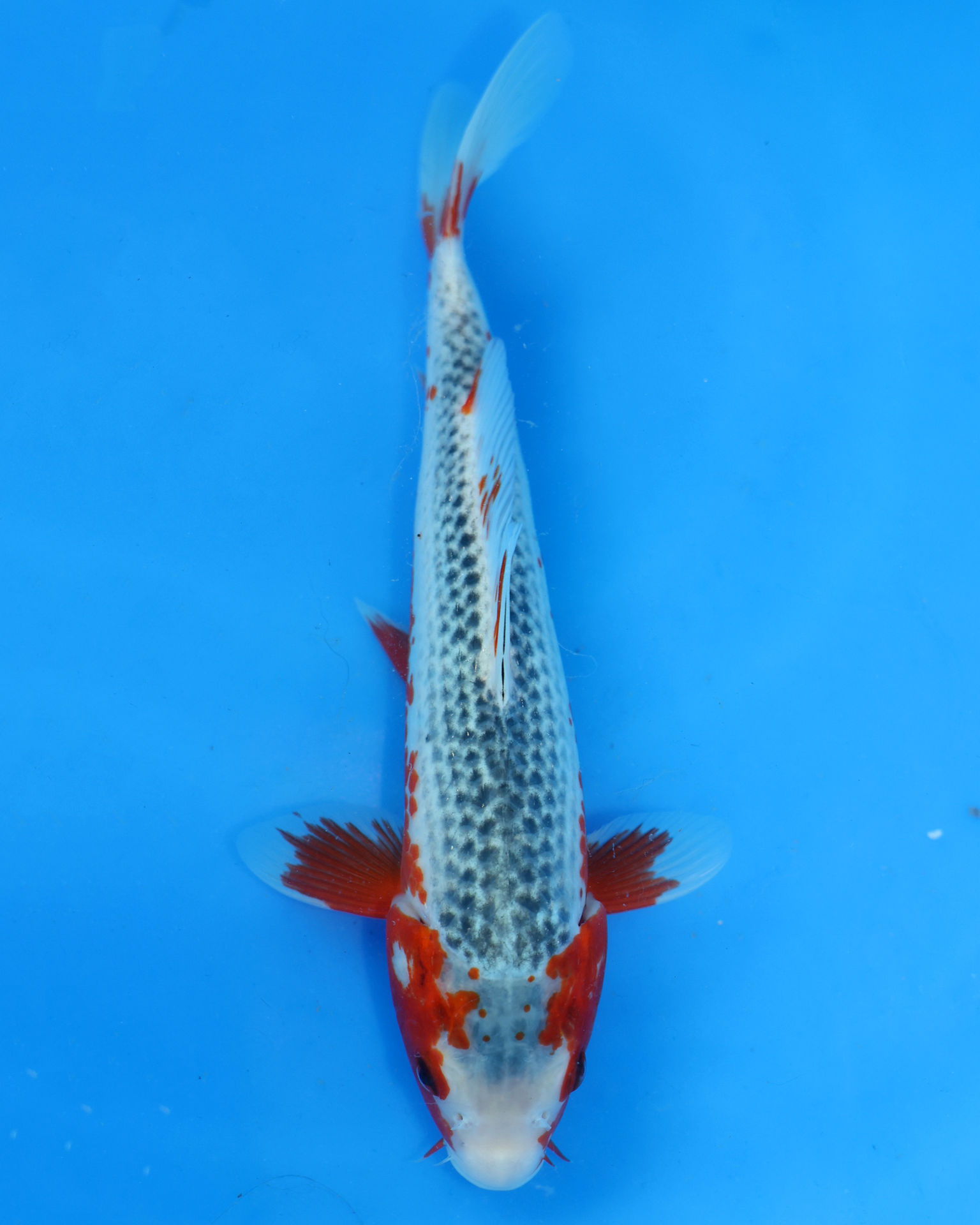 Otsuka Asagi Chibi Nisai koi swimming in blue water with red and white markings, size 8-10 inches.
