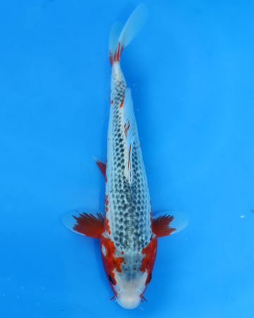 Otsuka Asagi Chibi Nisai koi swimming in blue water with red and white markings, size 8-10 inches.